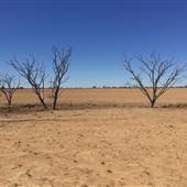 Dead Tree Patch