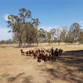 Sheep Farm & Dairy - Towri Sheep Cheeses