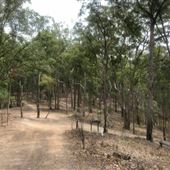 Bloodwood Track - Whites Hill Reserve