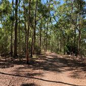 Mount Coot-tha Forest - Pinnacle Trail