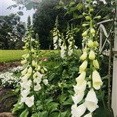 Tamborine Mountain Flower Farm
