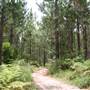 Coochin Creek - Pine Plantation / Qld State Forest