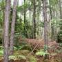 Coochin Creek - Pine Plantation / Qld State Forest
