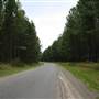 Coochin Creek - Pine Plantation / Qld State Forest