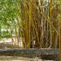Mt Coot-tha Botanical Gardens