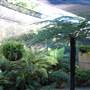 Mt Coot-tha Botanical Gardens