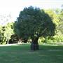 Mt Coot-tha Botanical Gardens