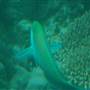 Hardy Reef