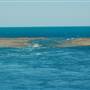 Hardy Reef