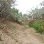 Longreach Landscape