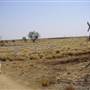 Longreach Landscape