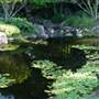 Japanese Garden, Mt Coot-tha Botanical Gardens