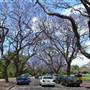 New Farm Park