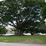 New Farm Park