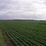 Wheat Fields