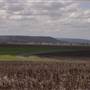 Wheat Fields
