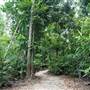 Mission Beach (Cairns Region FNQ)