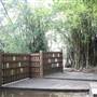 Gold Coast Regional Botanic Gardens - Rosser Park