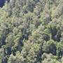 Springbrook National Park
