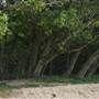 Wonga Beach