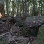 Tamborine National Park