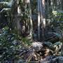 Tamborine National Park