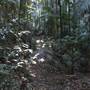 Tamborine National Park