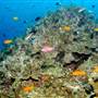 Great Barrier Reef