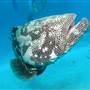 Great Barrier Reef