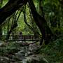 Mossman Gorge