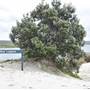 Mulgumpin (Moreton Island) - Blue Lagoon