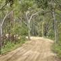 Mulgumpin (Moreton Island) Bush Track - Middle Road