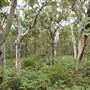 Mulgumpin (Moreton Island) Bush Track - Middle Road