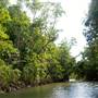 Mulgrave River (Cairns Region)