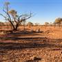 Age Of Dinosaurs (Rangelands)
