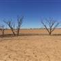 Dead Tree Patch