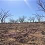 Dead Tree Patch