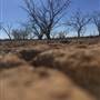 Dead Tree Patch