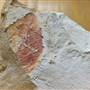 Lark Quarry Dinosaur Trackways