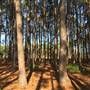 Pine Forest, Riverside Skate Park & Open Sports Fields - Pizzey Park