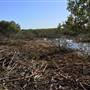 Brisbane Region - Swamps / Mangroves (St Helena Island)