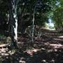 St Helena - Tree Areas & Rainforest
