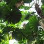 Daintree Fan Palm Forest