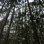 Bonogin Backlot & Pine Forest