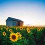 Sunflower Fields