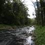 Hinterland Stream with Forest & Paddock