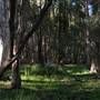 Gold Coast - Coombabah Paperbark Forest