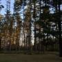 The Secret Forest - Oxley Creek Common