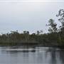 Lake Como (Noosa Everglades)