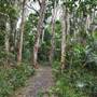 Fig Tree Point (Noosa Everglades)